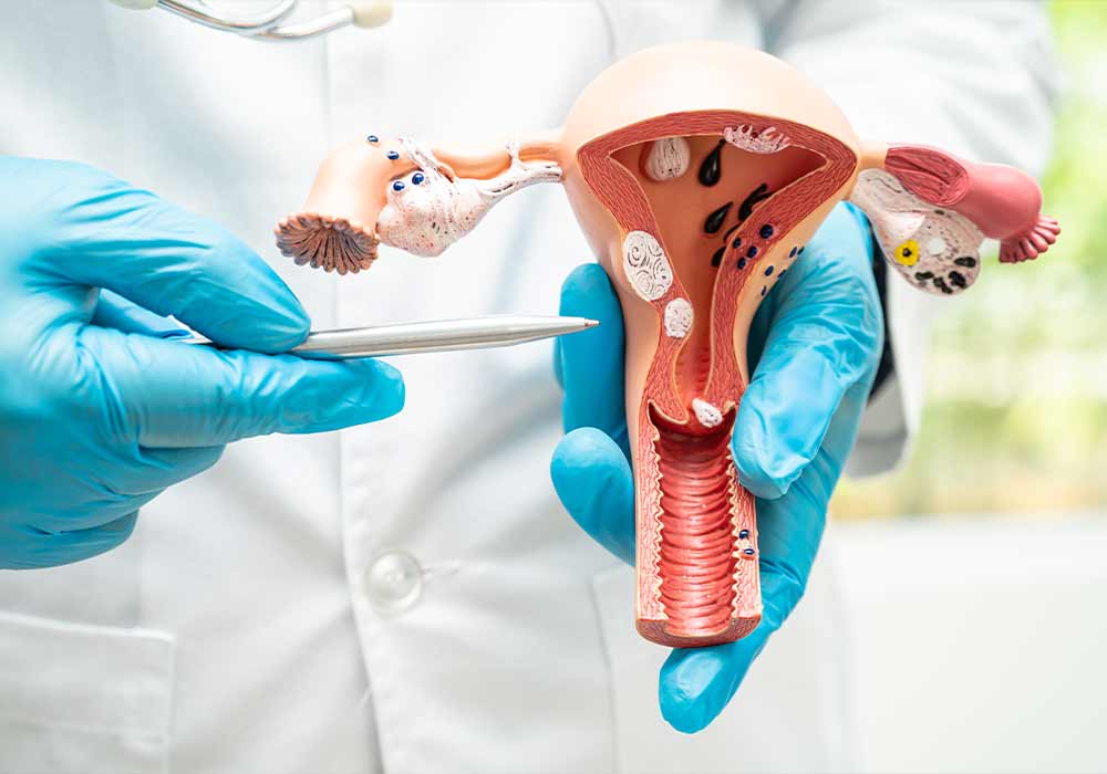 uterus