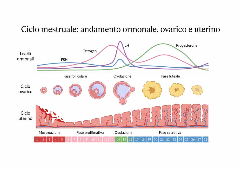 ciclo-mestruale